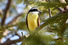 Pitangus sulphuratus