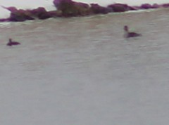 Mergus merganser
