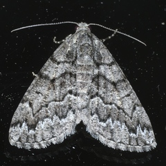 Lipogya exprimataria