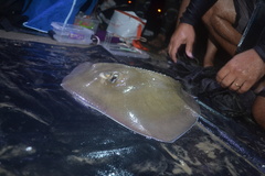 Hypanus berthalutzae