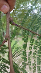 Leucaena esculenta
