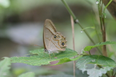Lethe syrcis