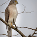 African Goshawk - Photo (c) Charles (Chuck) Peterson, some rights reserved (CC BY-NC-ND)