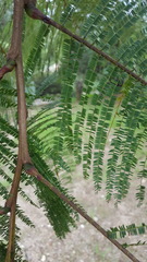 Leucaena esculenta