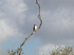 Buteo jamaicensis fuertesi