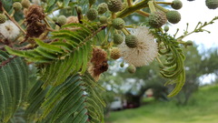 Leucaena esculenta