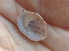 Crepidula norrisiarum