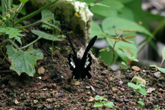 Papilio nephelus chaon