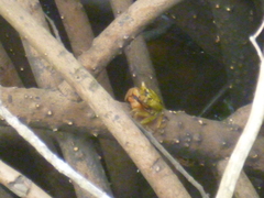 Aratus pisonii