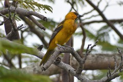 Icterus gularis