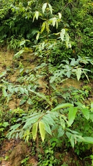 Vismia camparaguey