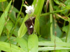 Notocrypta paralysos varians