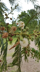 Leucaena esculenta