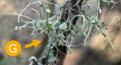 Ramalina stenospora