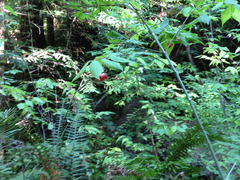 Euonymus occidentalis