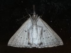 Epidesmia hypenaria