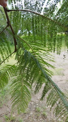 Leucaena esculenta
