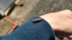 Buprestis striata