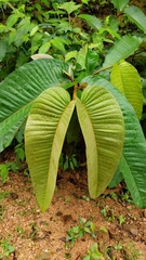 Vismia macrophylla