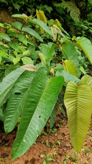 Vismia macrophylla