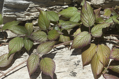 Rubus hirtus