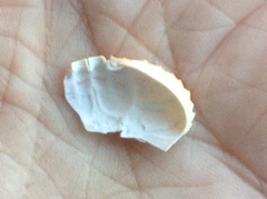 Cycloxanthops novemdentatus