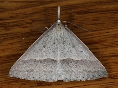 Epidesmia hypenaria