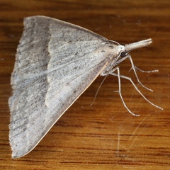 Epidesmia hypenaria