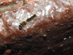 Paralebeda plagifera