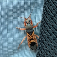 Ectomocoris elegans