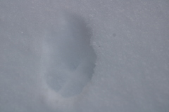 Vulpes vulpes fulvus