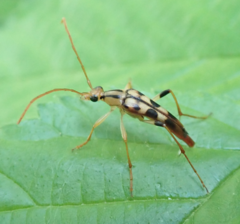 Strangalia luteicornis