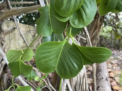 Echites umbellatus