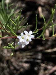 Magnoliopsida