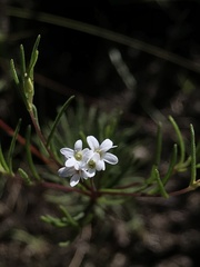 Magnoliopsida