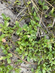 Alternanthera maritima