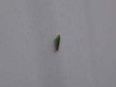 Neocoelidia tuberculata