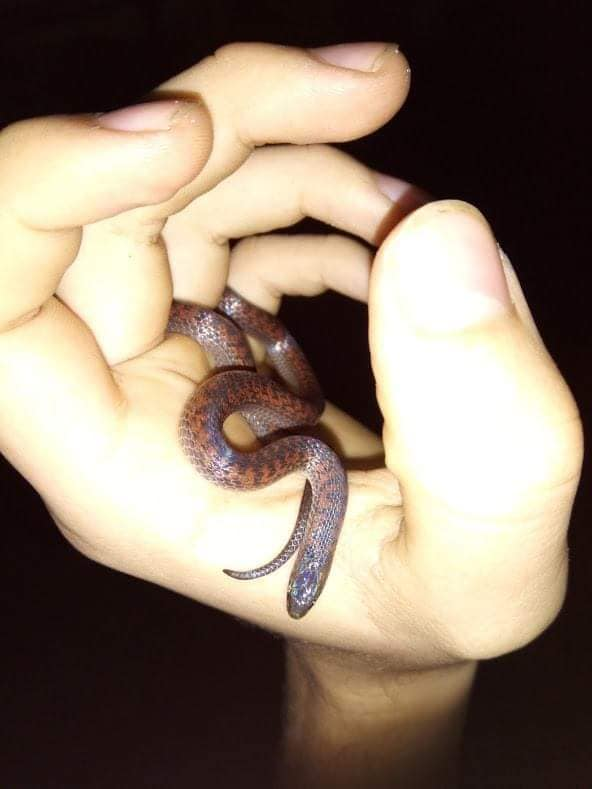 Indistinct Ground Snake