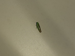 Neocoelidia tuberculata