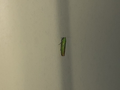 Neocoelidia tuberculata