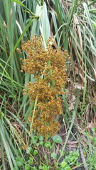 Cladium procerum