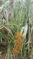 Cladium procerum