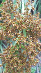 Cladium procerum
