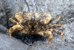 Pilumnidae