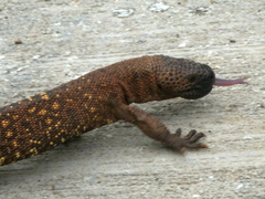Heloderma horridum