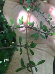 Coprosma propinqua