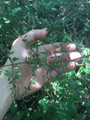 Coprosma propinqua