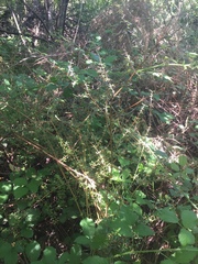 Coprosma propinqua