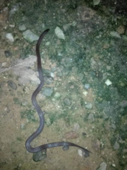 Atractus