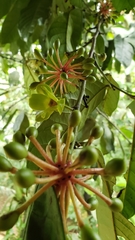 Guatteria amplifolia